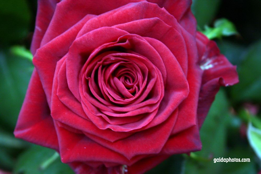 Blumen
