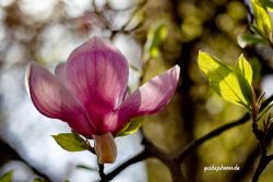 Blumen, Blüten,Magnolie, pink