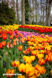 Keuckenhof, Park, Tulpen