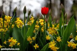 Keuckenhof, Tulpe, Narzissen