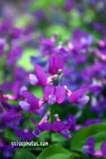 Foto-Kurs Schärfentiefe