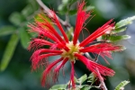 Subtropische Pflanzen in der Kölner Flora