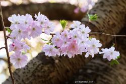 Kirschbluete im Forstbotanischen Garten Koeln