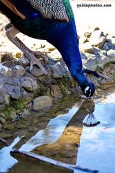 Pfau im Forstbotanischen garten Koeln