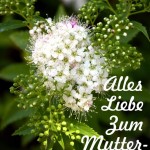 Muttertagskarte - weiße Blüte