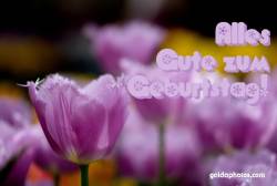 Geburtstagskarte Alles Gute Tulpen PINK