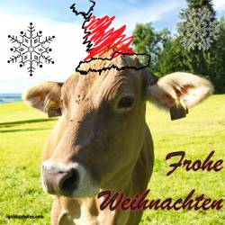 Weihnachtskarte mit Kuh