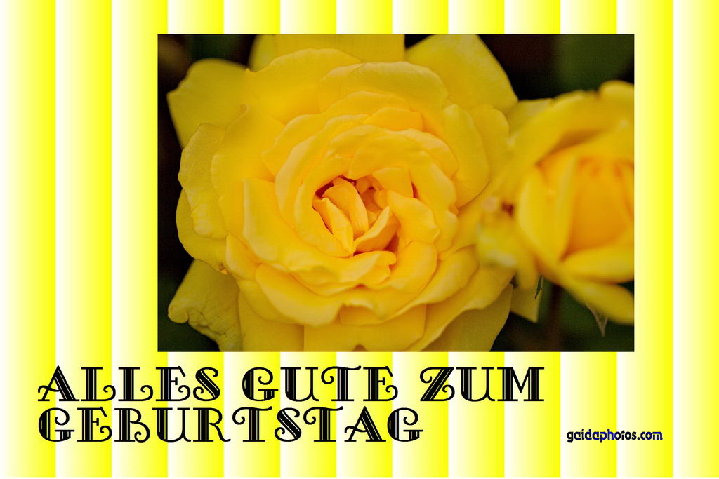 Geburtstagskarte, Rose, gelb
