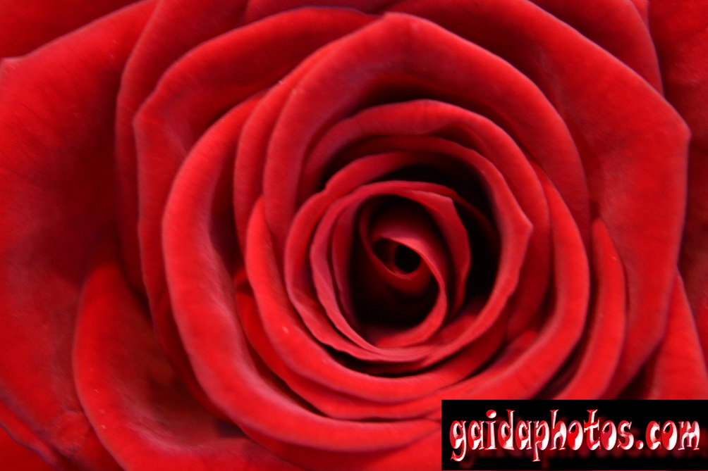 Motive für Geburtstagskarten, Rose, rot