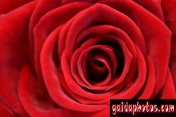 Motive für Geburtstagskarten, Rose, rot