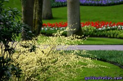 Osterbilder, Osterblumen