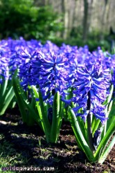 Osterbilder, Osterblumen