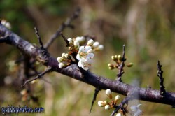 Osterbilder, Osterblumen