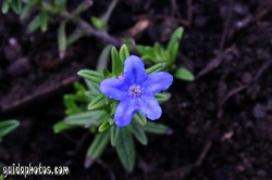 Osterbilder, Osterblumen