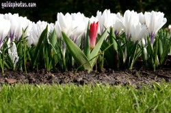 Osterbilder, Osterblumen