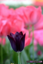 Osterbilder, Osterblumen