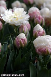 Osterbilder, Osterblumen