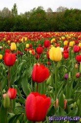 Osterbilder, Osterblumen