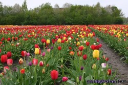 Osterbilder, Osterblumen