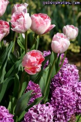 Osterbilder, Osterblumen