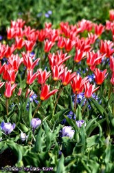 Osterbilder, Osterblumen