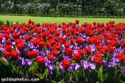 Osterbilder, Osterblumen