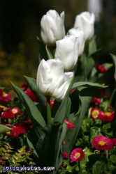 Osterbilder, Osterblumen