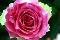 pinke Rose