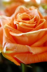 orange Rose