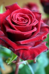 rote Rose