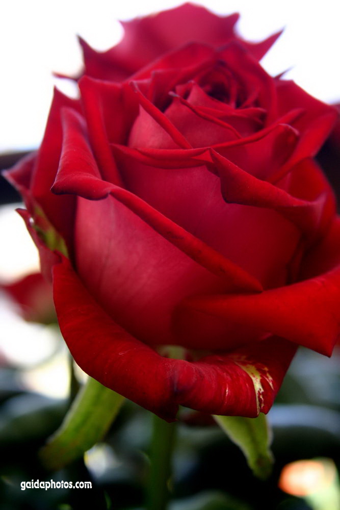 Rote Rosen