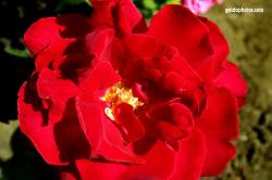 Rote Rosen