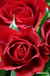 Rote Rosen